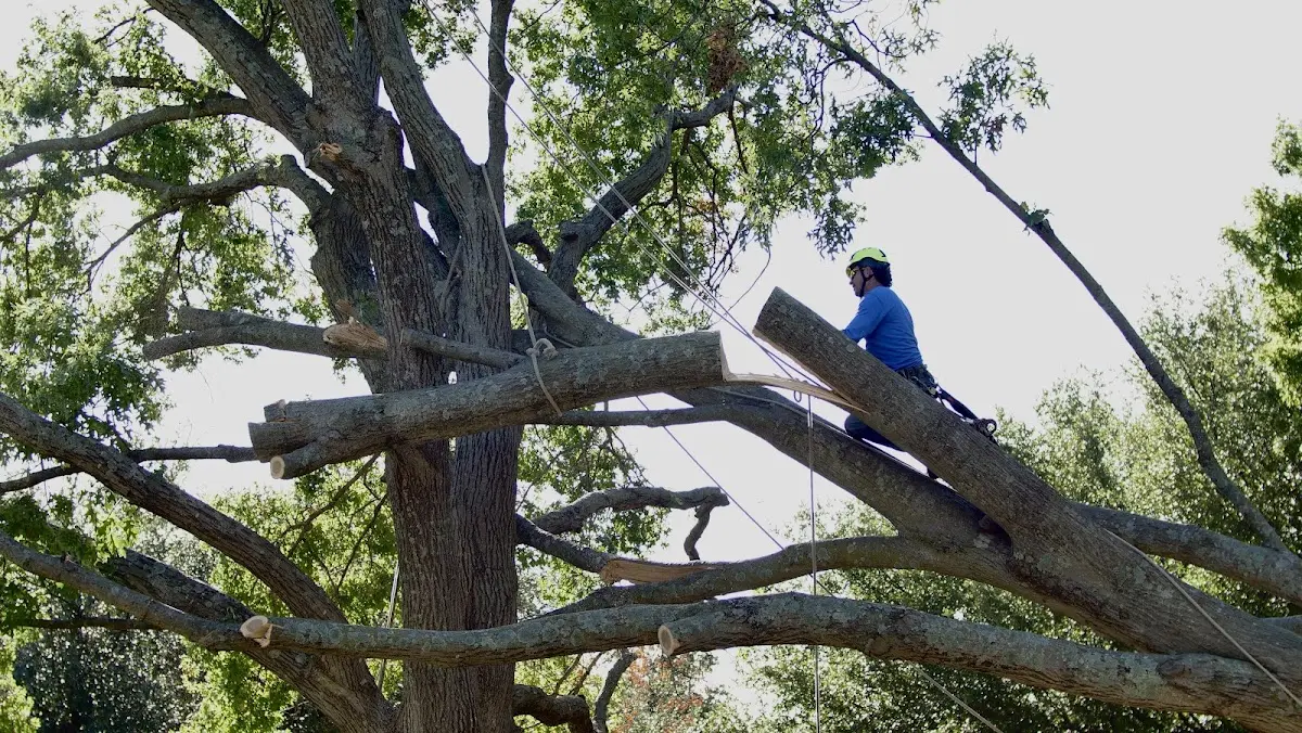 Professional Crown Thinning performed by certified arborists in Brant Lake